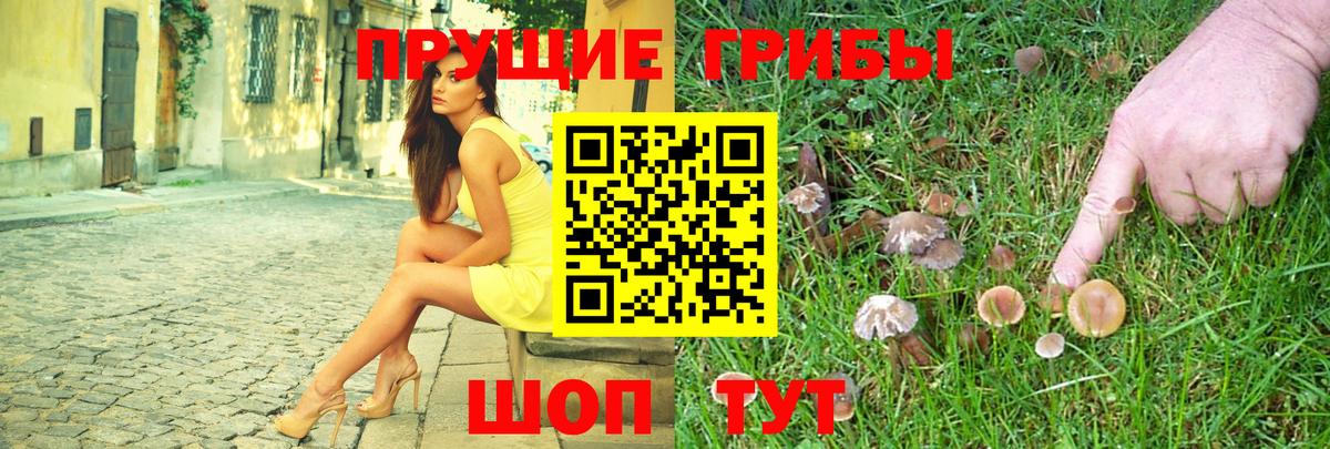 Галлюциногенные грибы Psilocybe Гусев